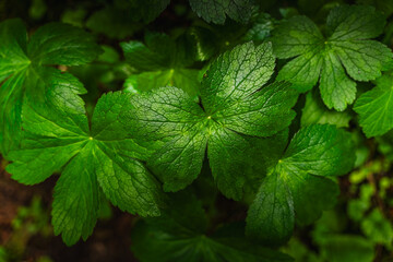 Background with green leaves