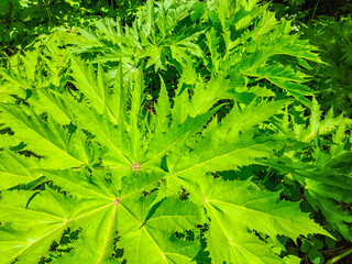 Giant hogweed leaf leaves Heracleum mantegazzianum toxic plant that causes burns