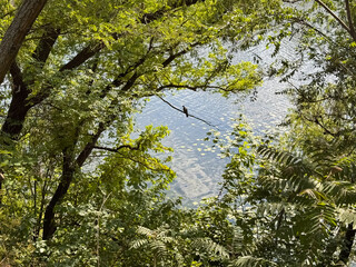 Bird Perched on Branch Over Lake Water Through Green Forest Frame