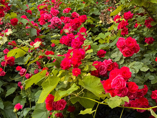 Red Climbing Rose Bush in Full Bloom Garden Natural Sunlight