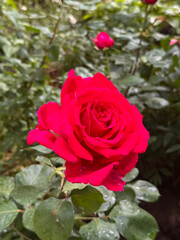 Single Red Rose Flower Close-Up with Blurred Green Foliage Background