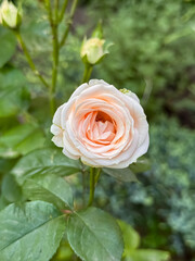 Pink Rose with Buds in Garden Natural Light Close Up