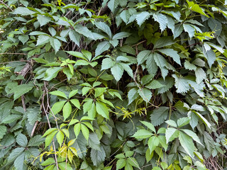 Wild Grape Vine Leaves with Tendrils Dense Natural Groundcover