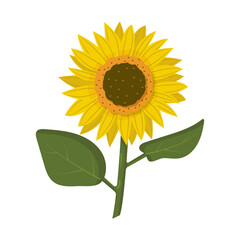Bright and cheerful illustration of a sunflower with green leaves on a white background. Perfect for summer design, packaging, greeting cards, educational materials, and botanical prints.