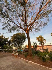 View of a park with a large tree benches palm trees and buildings under a bright blue sky at sunset