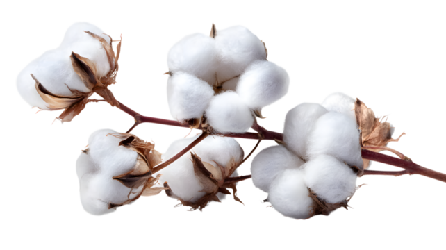 Close up of cotton plant with fluffy white blooms showing texture and detail on a stem in soft light against white background
