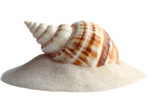 A single seashell on top of a pile of sand