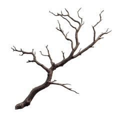 Naked Branch in Isolation: A stark, bare tree branch, its intricate network of twigs and limbs reaching out, stands alone against a simple background, symbolizing resilience.
