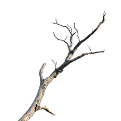 Dead Tree Branch: A detailed close-up shot of a gnarled, dead tree branch against a plain white background. The branch displays a variety of textures and colors.