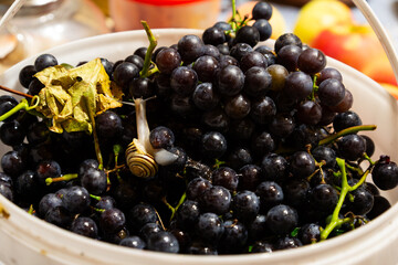 Snail with striped shell crawling over cluster of juicy grapes. Bright indoor light enhances...