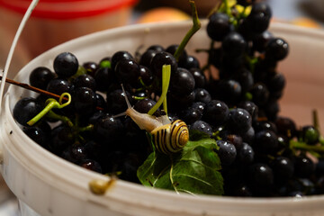 Vineyard snail on a pile of fresh black grapes in a plastic bucket indoors. Detailed macro photo with a focus on natural wildlife and ripe fruit.
