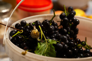 Macro image of a snail perched on top of a grape leaf surrounded by ripe black grapes in a white plastic container indoors. Natural soft light.