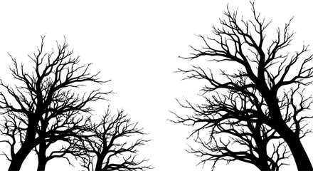 Fototapeta premium Spooky bare trees silhouetted against a white background for Halloween decoration 