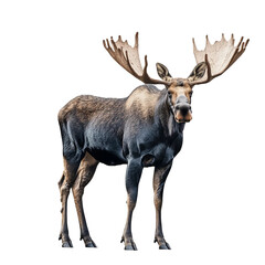 Fototapeta premium An impressive moose stands tall, its large antlers majestic against a clean backdrop, embodying the strength and wilderness of the animal kingdom.
