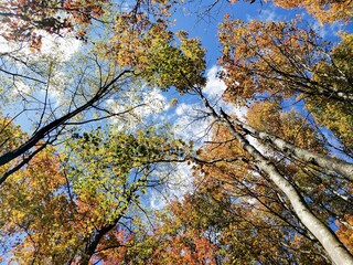 West Virginia Fall Foliage