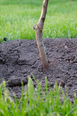 Trunk of an apple tree seedling, grafting and root collar close-up, rules for planting seedling