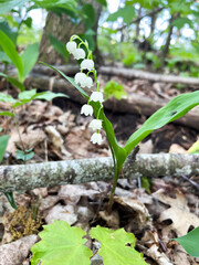 White floral in between the forest leaves and sticks.