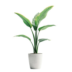 Fototapeta premium Bird of paradise plant in a grey pot, isolated on white background.&nbsp;