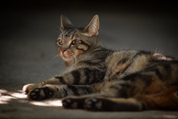 Liegender Kater