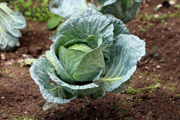Brassica oleracea, cabbage, forms a tight round head with broad blue-green leaves, growing in brown garden soil with scattered clover and other vegetables in the background.