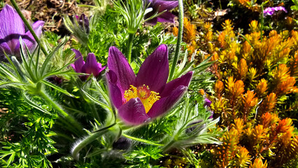 Pasqueflower Pulsatilla vulgaris, also called european pasqueflower and wind flower, has silky...