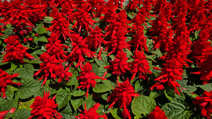 Scarlet sage Salvia splendens forms a dense bed of vivid red flower spikes above dark green heart-shaped leaves, creating a striking summer display in a sunlit public garden.