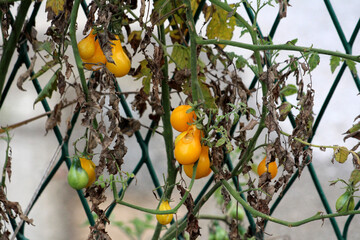 Yellow pear-shaped tomatoes Solanum lycopersicum hang from a vine with withered leaves, ripening on a green trellis in late summer, showing both healthy and decaying foliage.