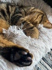 Cute tabby Scottish Straight marble tabby cat sleeping on a fur pillow, close up