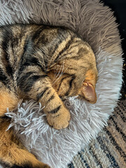 Cute tabby Scottish Straight marble tabby cat sleeping on a fur pillow, close up