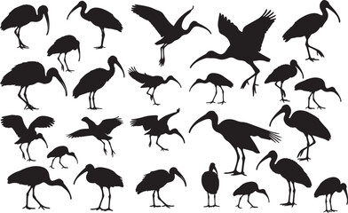 Ibis Silhouettes Vector Pack