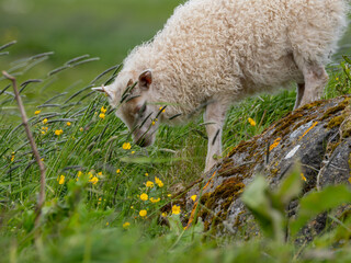 Lamb climbing on rock in Iceland