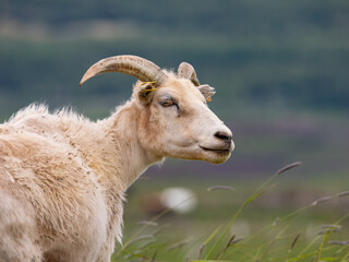 Portrait of sheep in Iceland