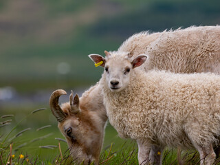 Lamb and mother in Iceland