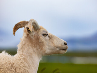 Portrait of sheep in Iceland