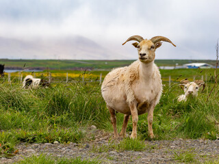 Sheep in pasture in Iceland