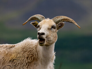 Portrait of sheep in Iceland