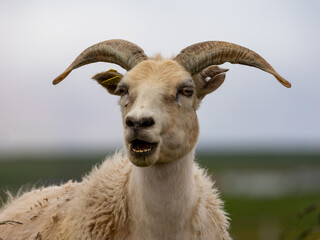 Portrait of sheep in Iceland