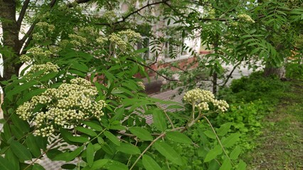 Rowan blossoms in yard, in garden or in city park. Mountain ash Arnold Schouten, latin name is...