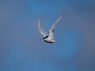 Fototapeta premium Arctic tern in flight with fish