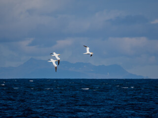 Northern gannets in flight over the sea with mountains in the background