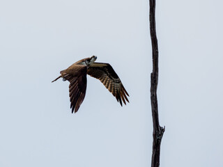 Osprey in flight