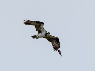 Osprey in flight mobbed by red winged blackbird