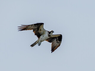 Osprey in flight