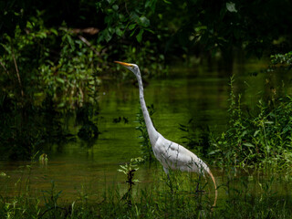 Great egret in breeding plumage in creek