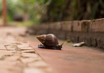 snail in a garden background