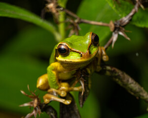 Rana de anfifaz grenouille au repos de costa rica