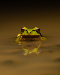 Rana de anfifaz grenouille au repos de costa rica