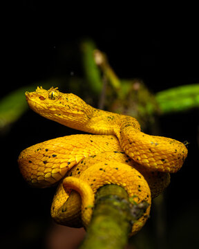 Serpientes en costa rica que muestran la lengua y tienen mirada amenazante.