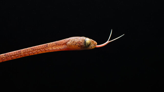 Serpientes en costa rica que muestran la lengua y tienen mirada amenazante.