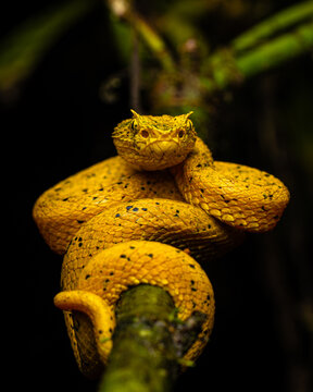 Serpientes en costa rica que muestran la lengua y tienen mirada amenazante.